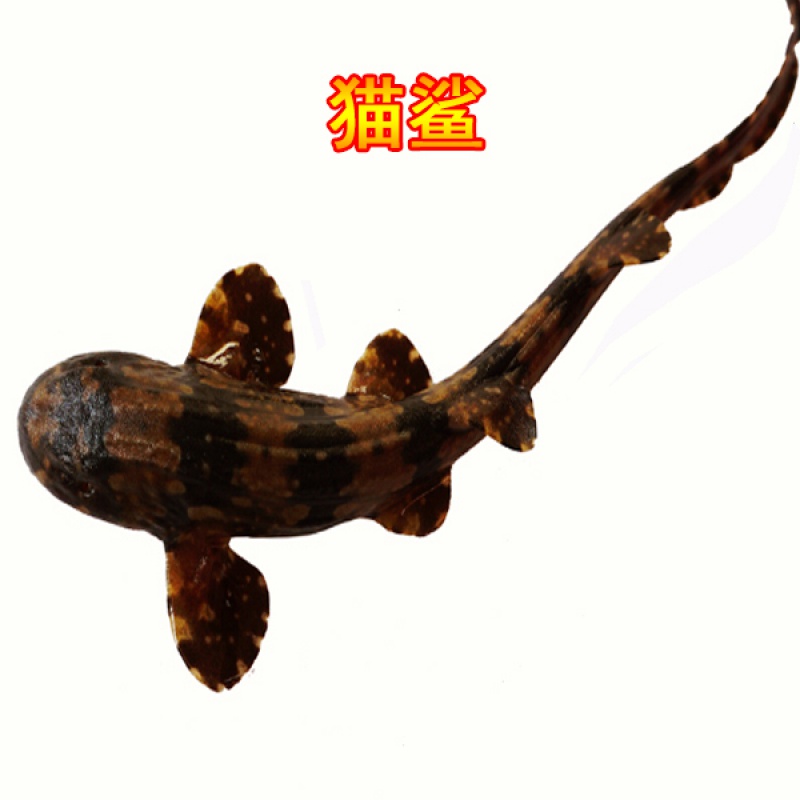 鲨鱼活体 猫鲨 小型海水鱼食肉鱼观赏鱼 猫鲨15~20cm