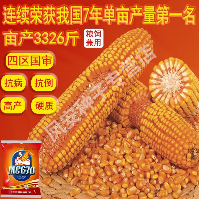 MC670原装国审玉米种子抗病矮杆大棒抗高温抗旱黄金角质粮怎么样,好用不?