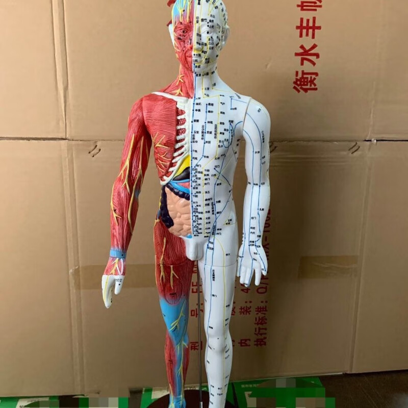 60cm半肌肉解剖经络穴位模型人体针灸模型骨骼教学模型男模【京健 型