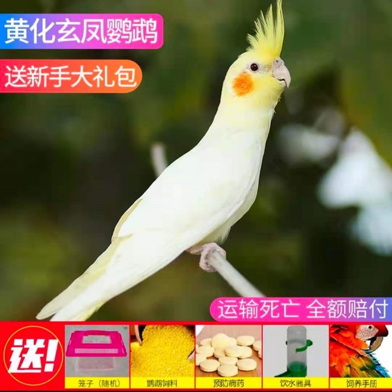 豪蚨牡丹鹦鹉活体宠物鸟玄凤黄桃黄化玄凤小太阳活体和尚鹦鹉说话豪蚨