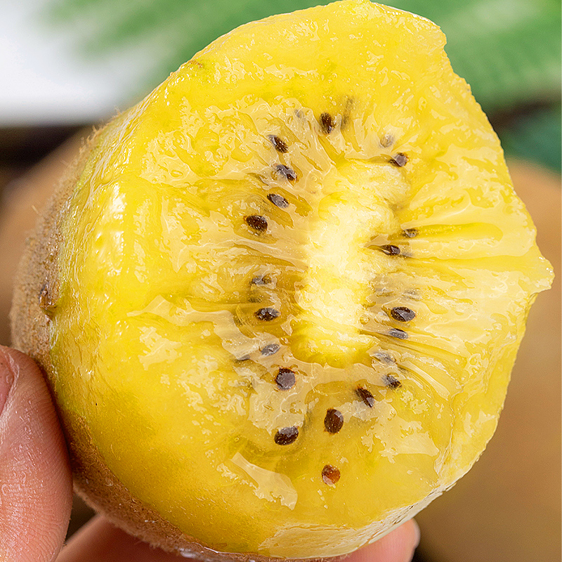 智利金果大果新鲜金果孕妇水果应当季黄心猕猴桃精美礼盒装 (80g-100g