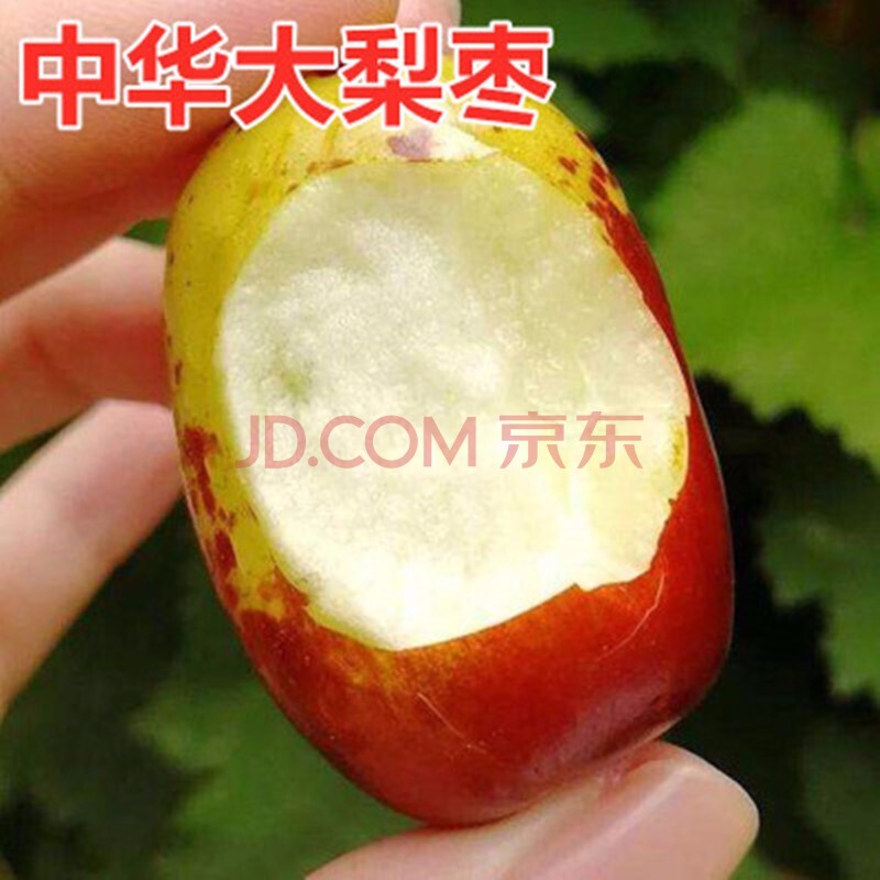 枣树树苗 中华大龙枣苗 大枣苗 特大嫁接枣子树苗 当年结果盆栽地栽