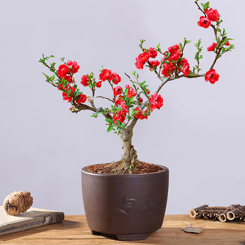 泰西丝长寿冠海棠盆栽盆景绿植四季花卉 长寿冠海棠地径约2cm粗 不含