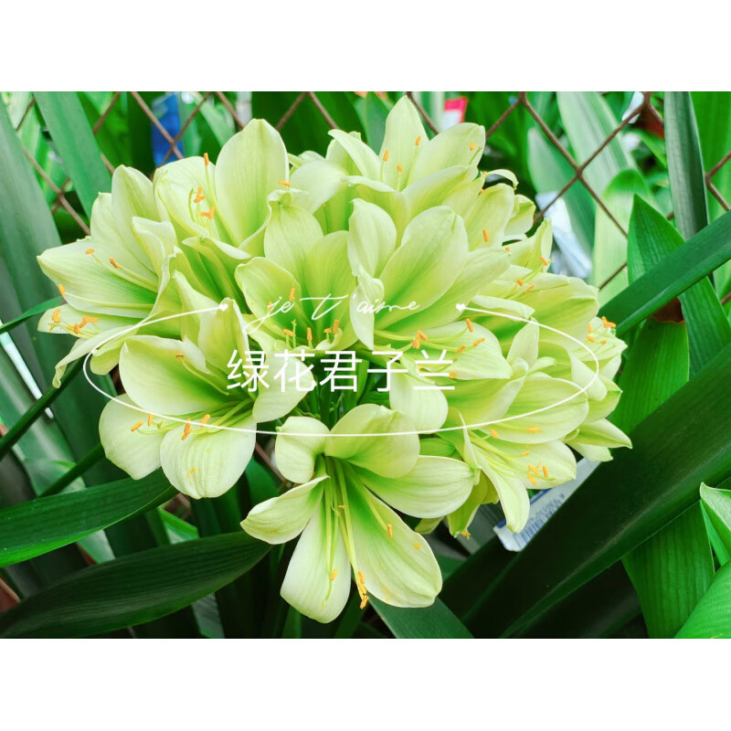 姜芮花姬 级精品绿花君子兰查尔斯细长叶纯绿裤小苗室内盆栽平长尾