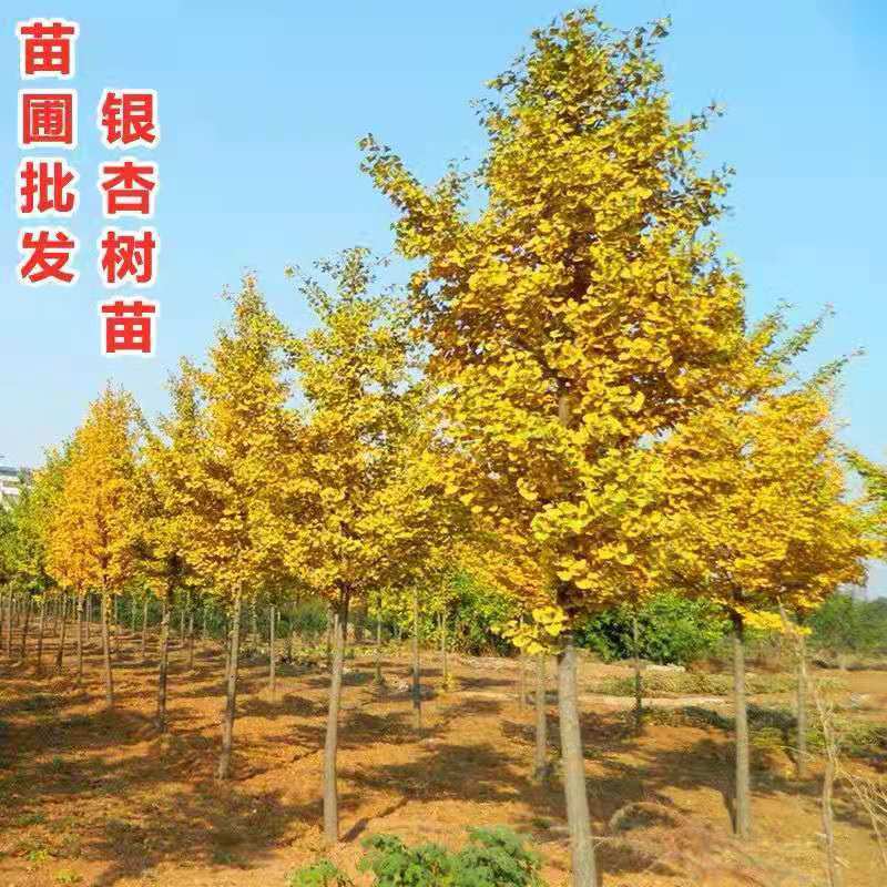 银杏树苗