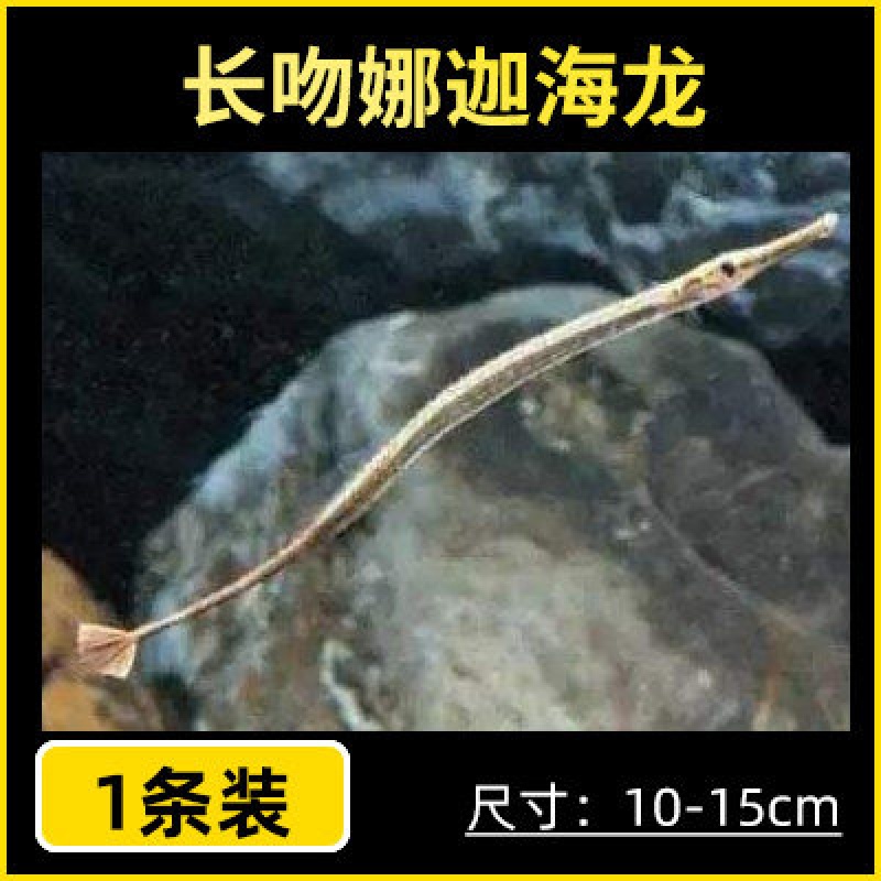 淡水海龙短吻红腹海龙, 长吻娜迦海龙 热带淡水观赏活体鱼水财神 长吻