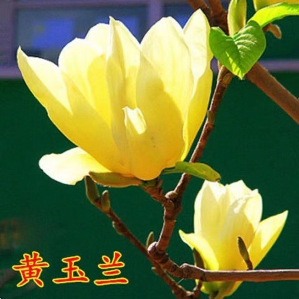 百婉集 新款庭院 盆栽 嫁接 多色玉兰花 现挖现发 黄玉兰 2年苗1公分