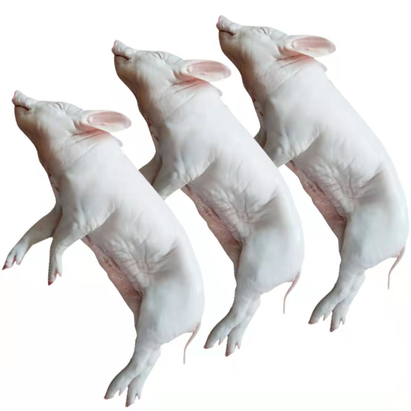 果亦橙新鲜整只乳猪小奶猪酒店烧烤脆皮烤乳猪材料当天现7-8斤左右