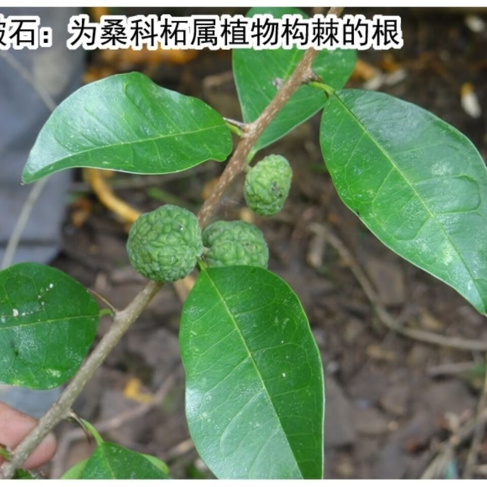 穿破石 中材构棘根 小柘树根 九层皮 山荔枝 新鲜晒干500克