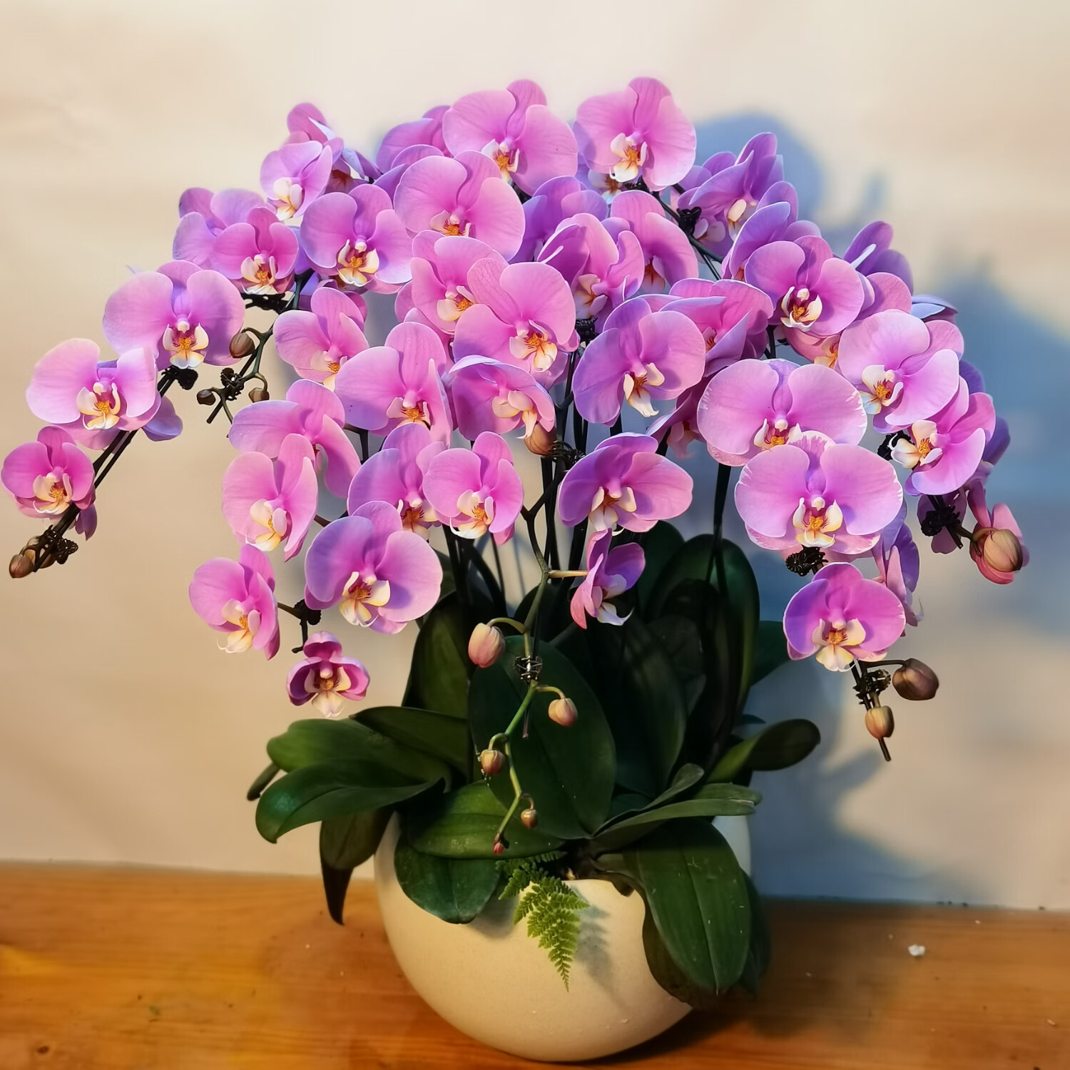 盆大花蝴蝶兰真花高级兰花盆栽花卉室内植物花 粉色安娜8支/瓷盆随机