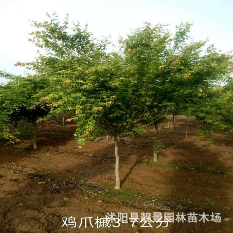 鸡爪槭价格表(鸡爪槭多少钱一颗)