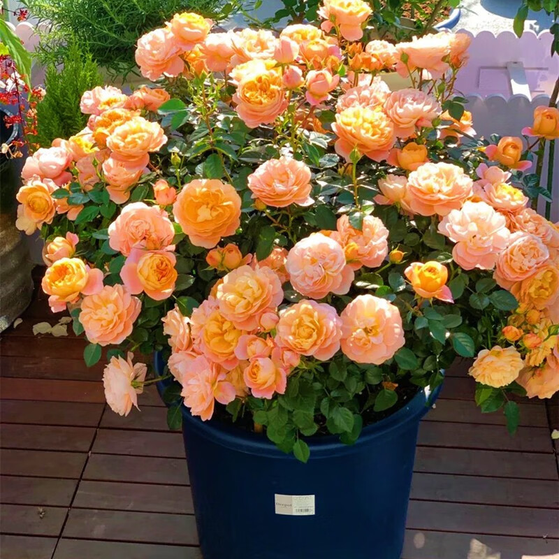 种子种植耐寒循环开花易活盆栽花卉种孑 橘黄色玫瑰花种子100粒 肥料