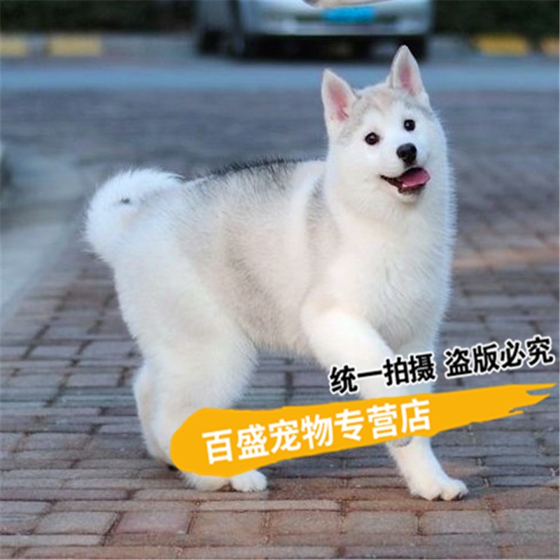 别态萌纯种哈士奇犬幼犬活体 出售哈士奇宠物狗狗 烟灰色灰色雪橇犬 s