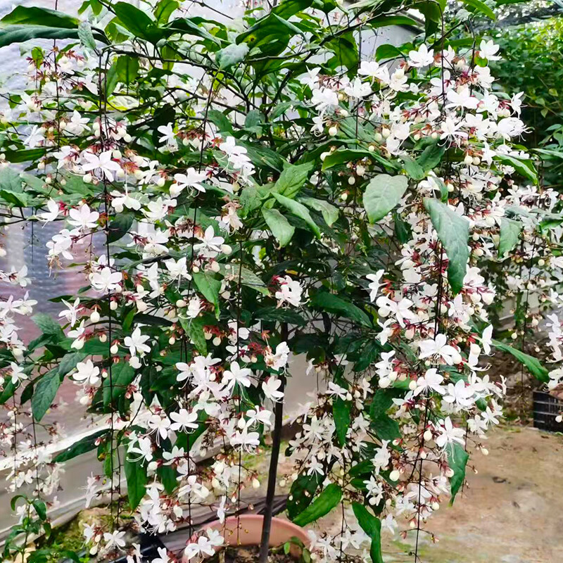 懿儱佩垂丝茉莉长花序泰国版垂丝茉莉荷兰短花序垂丝茉莉盆栽带花苞发货 2加仑5年老桩 泰国垂丝茉莉 1.2. 含盆