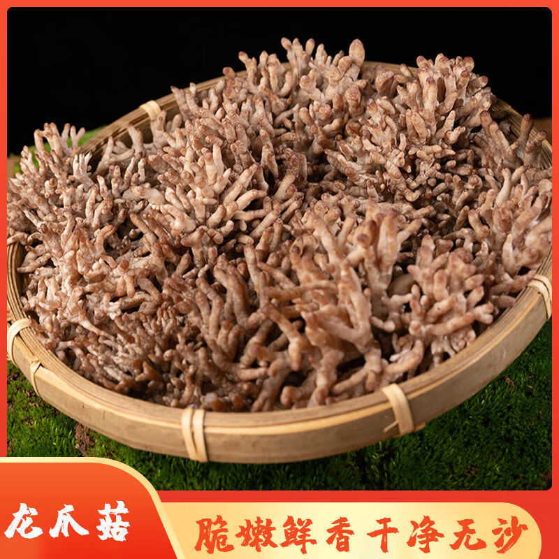 望蓝川新鲜龙爪菇/珊i瑚菌500g武夷山健康食材 新鲜龙爪菇500g