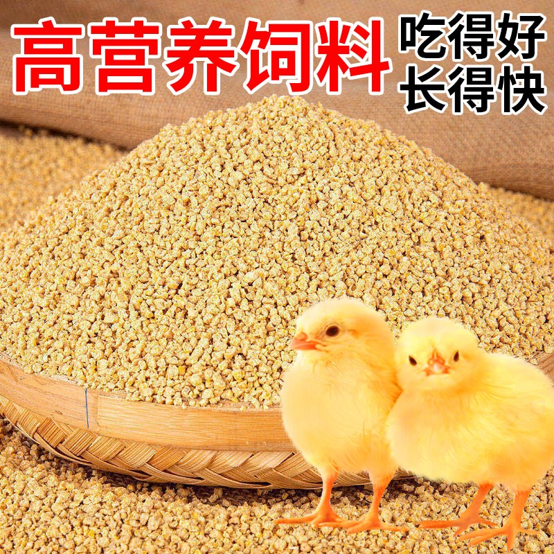小鸡活宠物小鸡活苗家养观赏小黄鸡网红萌宠鸡活体幼崽迷你鸡幼苗