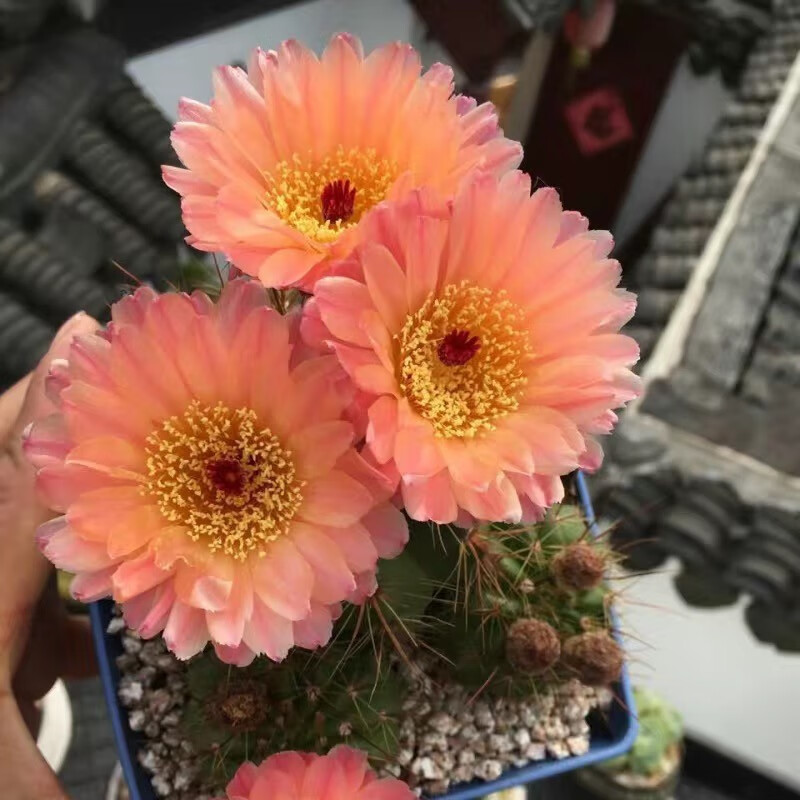 仙人球带花苞多肉植物带盆阳台庭院盆栽室内办公室绿植绯花玉 红花青