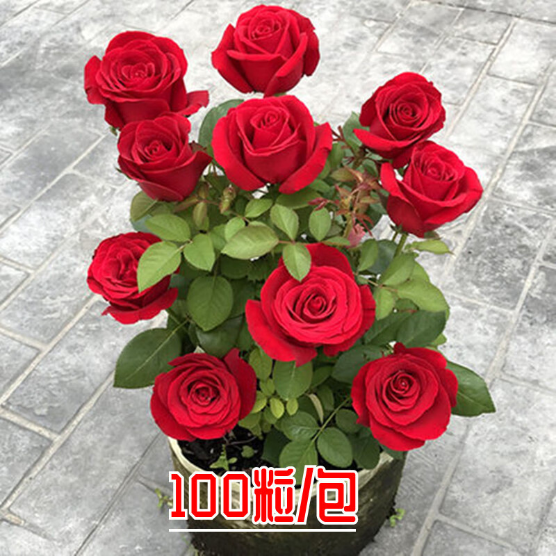 玫瑰花种籽子四季播种开花易活室内室外花卉植物盆栽庭院鲜花种子 红玫瑰100粒
