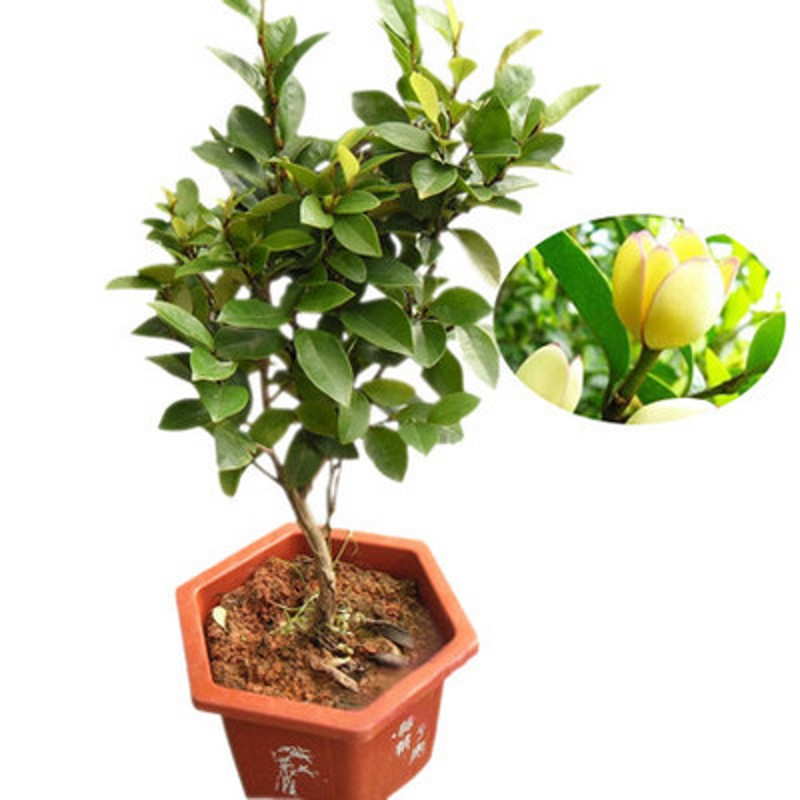 含笑花盆栽庭院花卉好养植物室内四季开花带花苞 十里香九里香室内