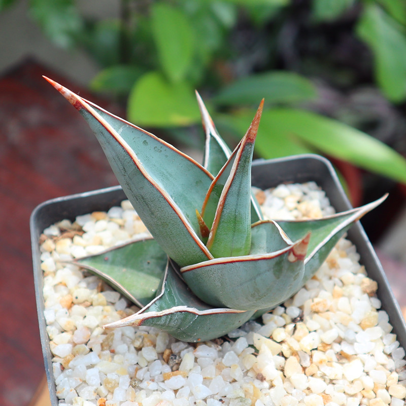 步行者黑魔殿 虎皮兰龙舌兰多肉植物 步行者8cm左右 裸根不带土