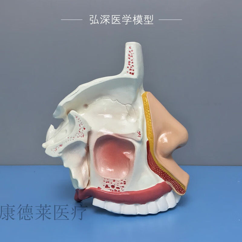 鼻腔模型 鼻腔解剖模型人体鼻子鼻窦结构模具耳鼻喉科医学教学立 面部