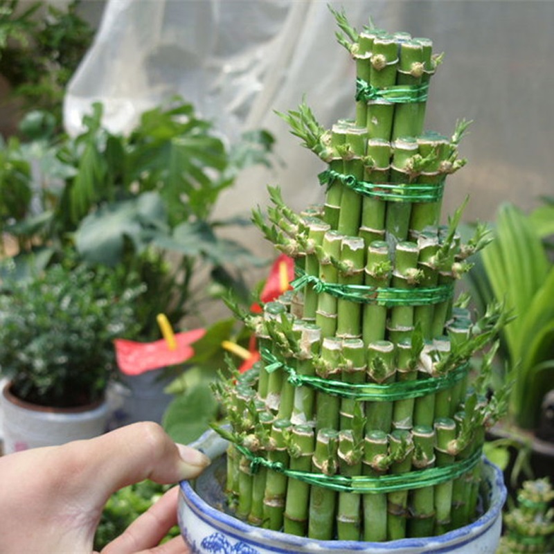 柯必达 花卉水培竹塔 富贵竹节节高竹塔水培植物绿植花卉盆栽室内盆景