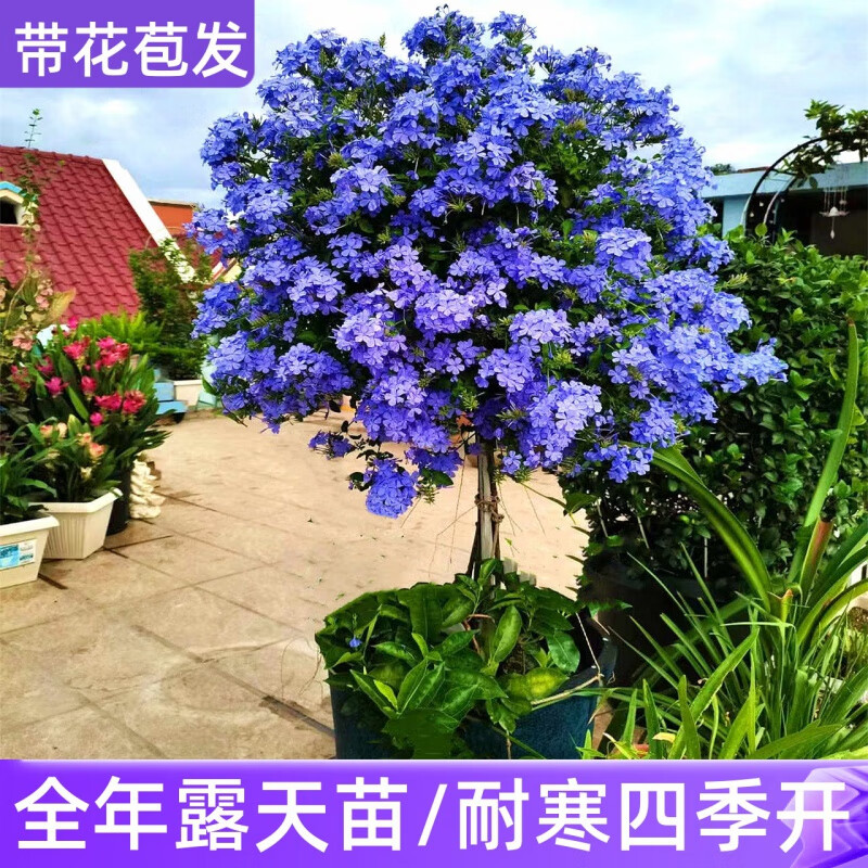 盆栽大苗阳台耐热爬藤花卉植物棒棒糖蓝雪花老桩蓝雪花盆栽 精选中苗