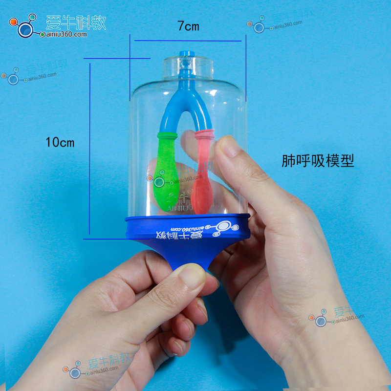 生物实验肺呼吸器材  爱牛科教 四年级新材料肺呼吸模型