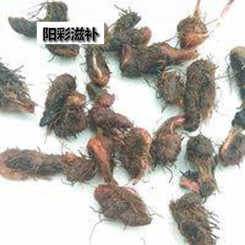伟博贵州新鲜地马蜂草药 中药材拳参草河车老腰弓草血竭500g 500g