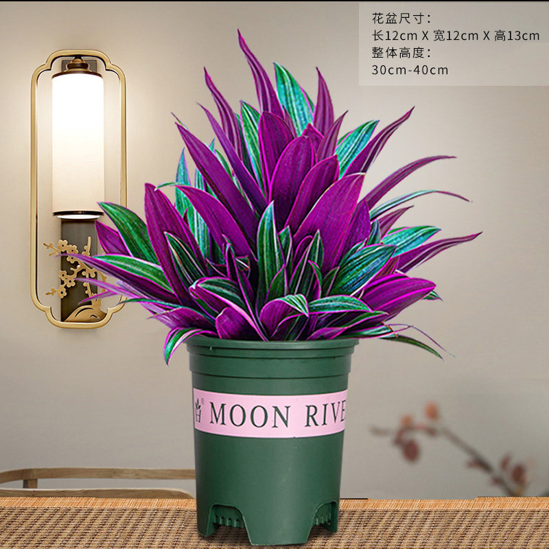 紫露兰盆栽花卉油画吊兰植物好养美观四季客厅办公室桌面观叶绿植 紫