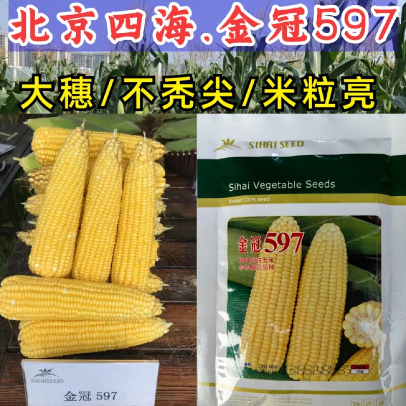 旺园兴金冠597玉米种子大棒水果玉米超甜太阳花甜玉米种子籽孑 100克