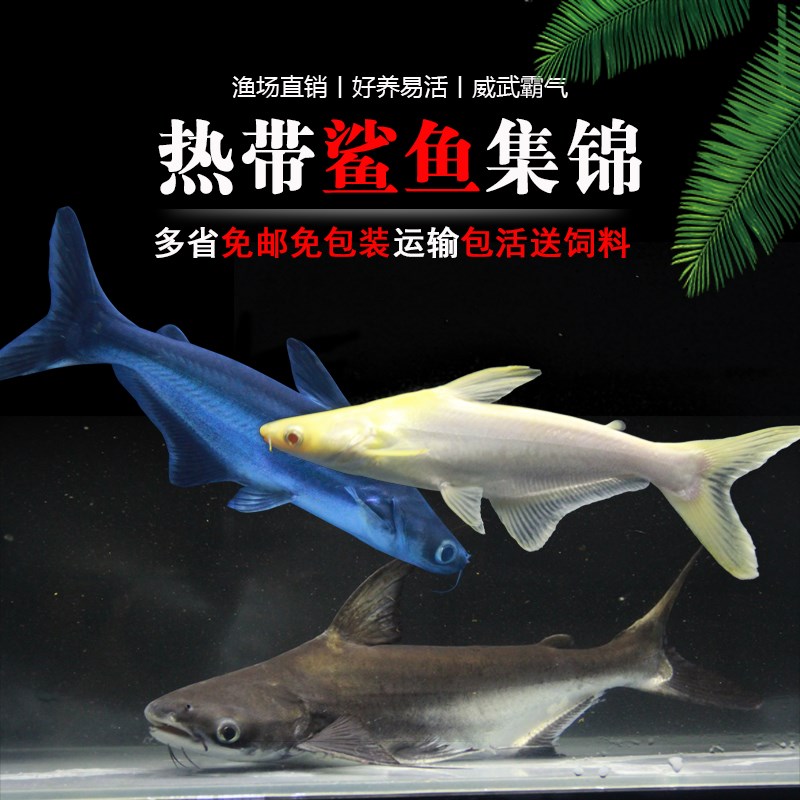 不二臣蓝鲨观赏鱼成吉思汗鲨虎头鲨观赏鱼鲨鱼活鱼热带淡水活体宠物