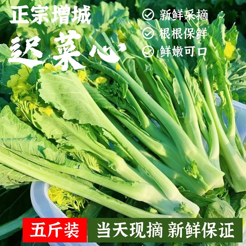zxc广东增城迟菜心小楼高脚菜心新鲜现摘现发好吃嫩蔬菜 2500g