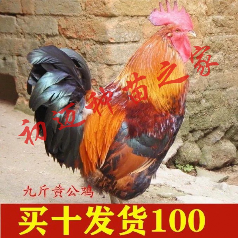 鸡苗活体批发大种土鸡活体 九斤黄鸡苗 买10 10实发20只