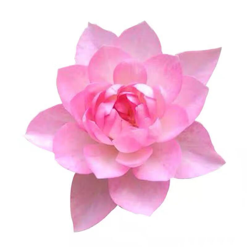 多头迷你月季玫瑰庭院阳台花期长多季开花小盆 遮阳伞粉色密集小花