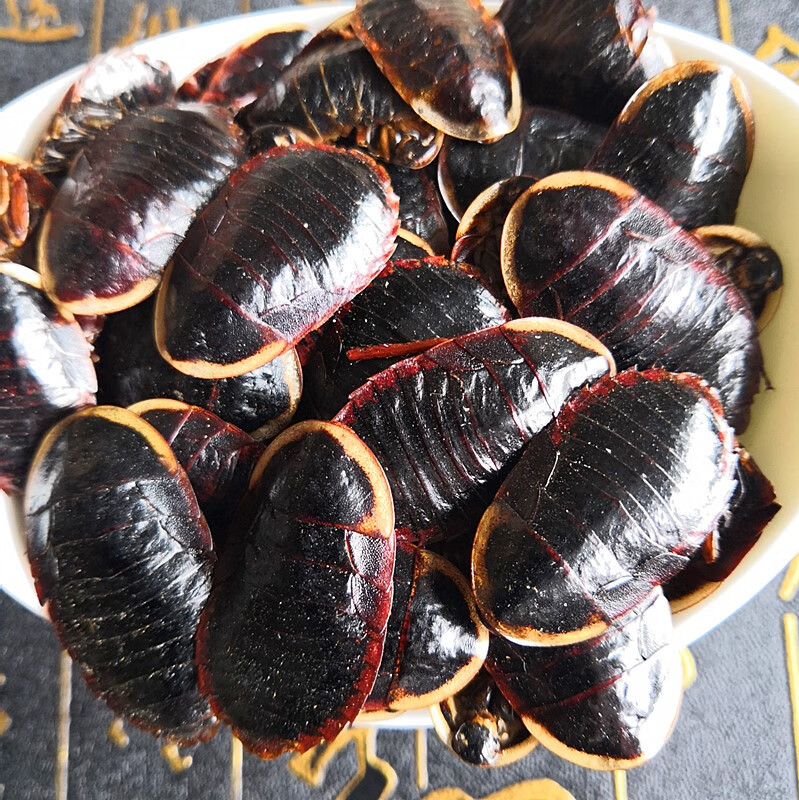 德承铭 金边土鳖土元中华土鳖虫地乌龟土别 50克-金边土鳖