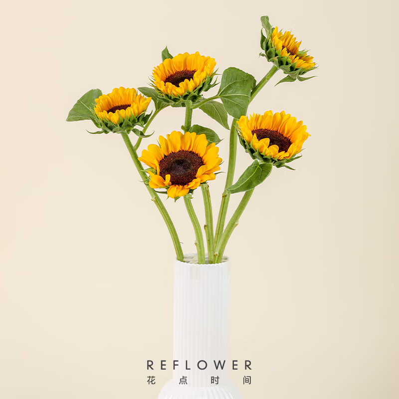 京东鲜花鲜花向日葵云南昆明基地直发真花材鲜切水养花向日葵3枝