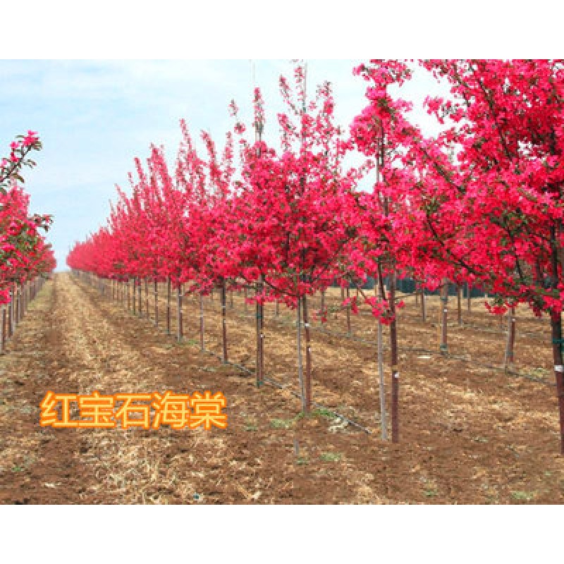 红宝石海棠2cm粗 不含盆