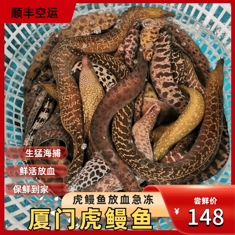 5斤食用海鳗海鲜水产金钱鳗豹纹海鳝海鳗鱼 750g左右 鲜活鳗鱼
