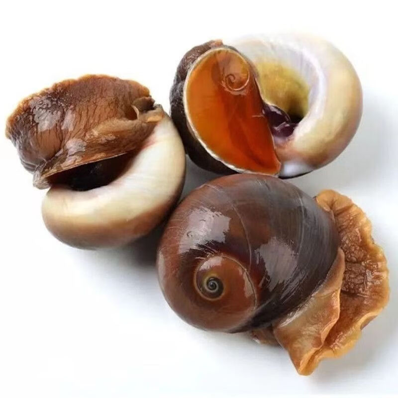 燕江澜鲜活海捕无沙特大猫眼螺海螺香螺沙螺玉螺新鲜贝类螺类水产顺丰