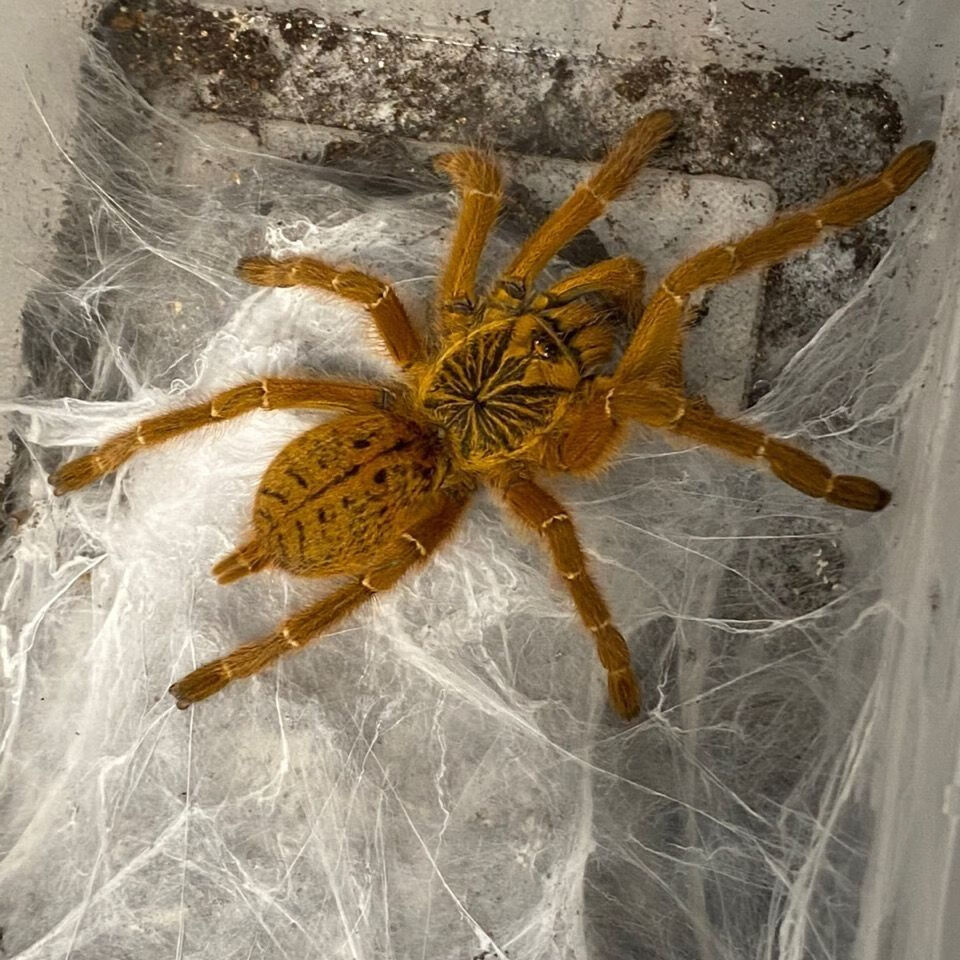 朵芮蜜好养橙巴布c8烈阳橙巴布蜘蛛生长速度快橙 橙巴布4-5厘米 无