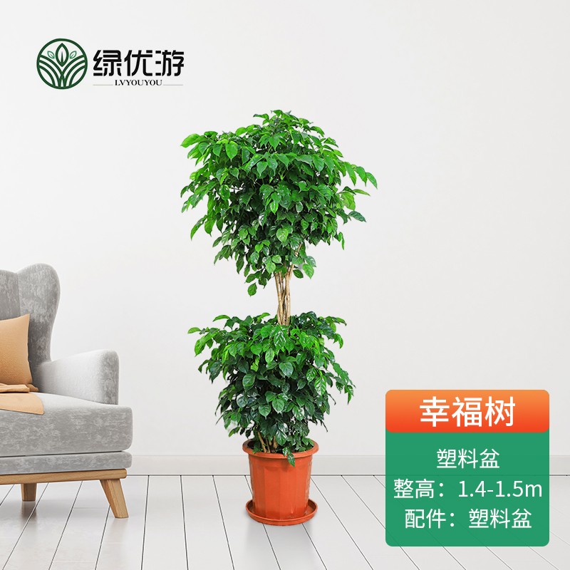 绿优游 幸福树盆栽植物室内客厅四季常青盆景多头多层