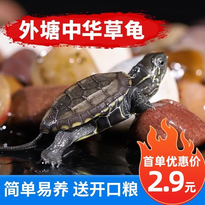 鲜其金线草龟活体小乌龟外塘长寿龟宠物水龟金线龟活物龟墨龟草龟苗 中崋花草龟2-3厘米（1只）怎么看?