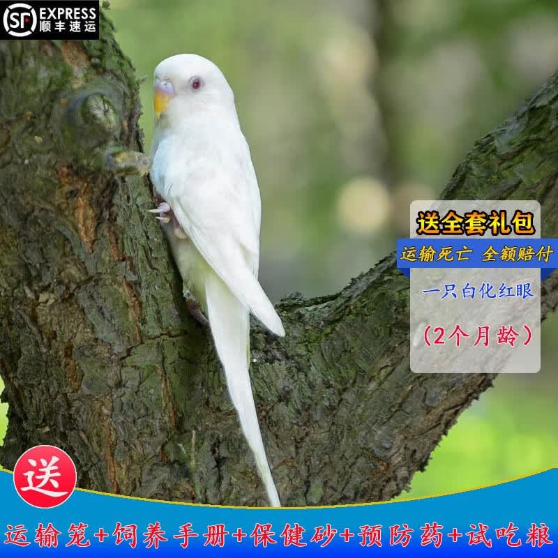 虎皮鹦鹉活鸟中小型会说话宠物鸟活物手养玄凤幼鸟活体顺丰包邮 纯手