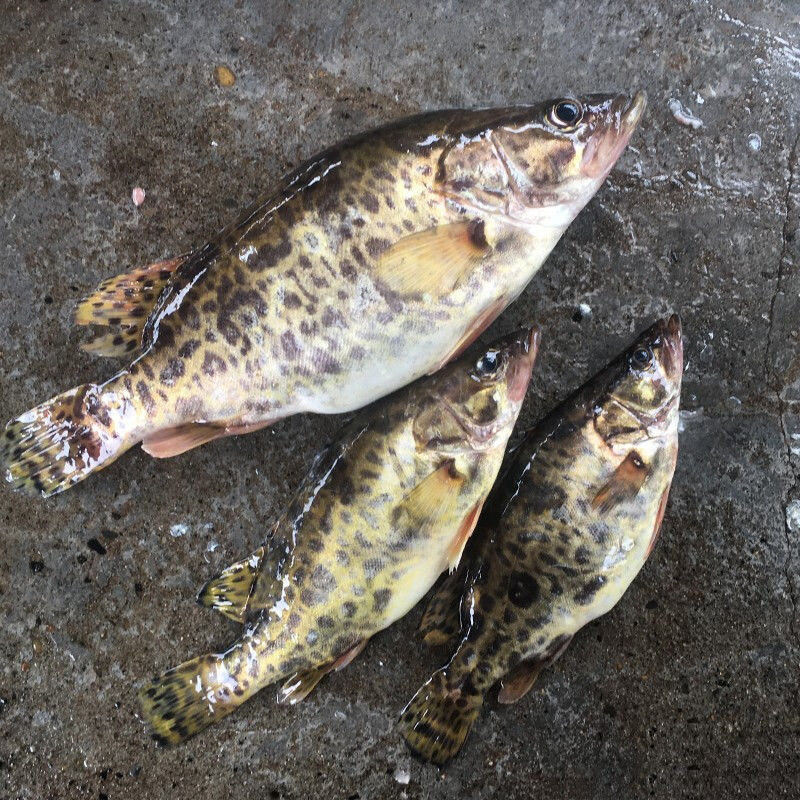 御泸鲜湘生鲜店 淡水湖野生桂鱼 正宗纯野生鳜鱼鳌花鱼桂花鱼季花鱼