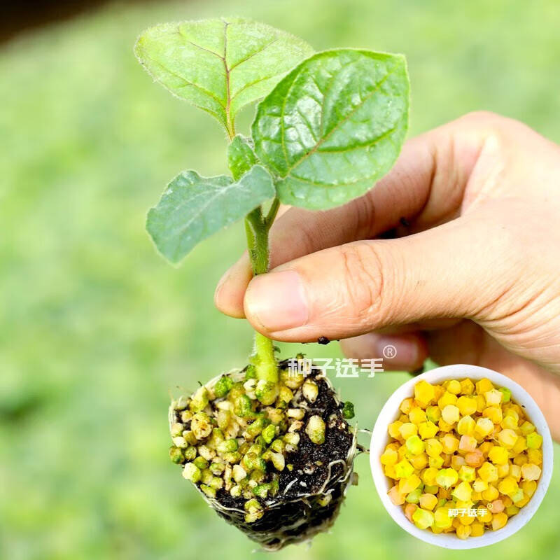 农之子(nongzhizi) 姑娘果种子苗灯笼果树苗秧苗盆栽洋水果种籽 水果
