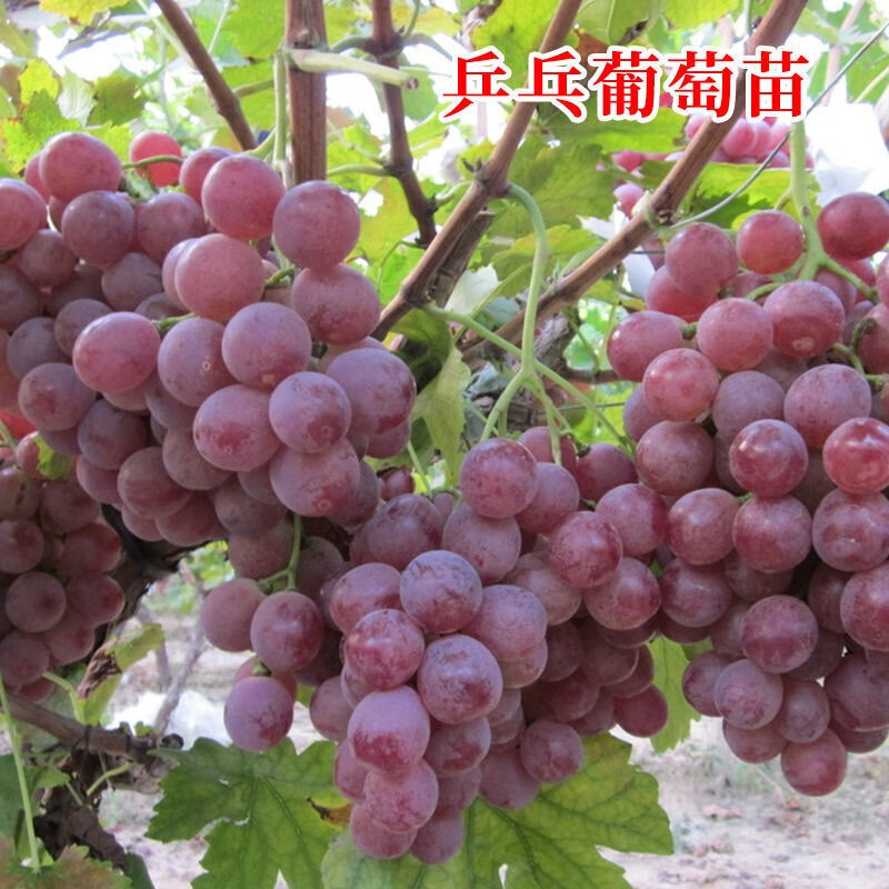庭院爬藤果树苗盆栽地栽葡萄苗苗当年结果南方北方种植 富士之辉 12年