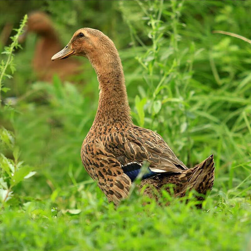 丹昕老鸭子肉老母鸭散养整只鸭子老麻鸭新鲜土鸭笨鸭肉类 老母鸭5斤