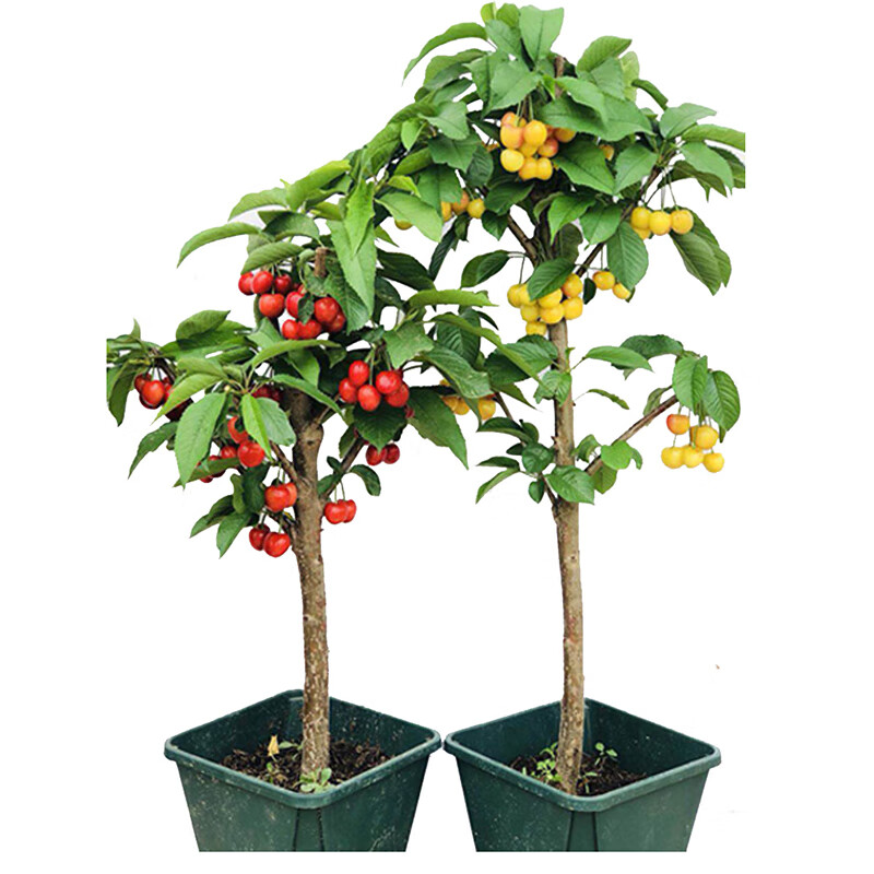 PLUS��Ա���̴�� ���������� ��2���磩��1��