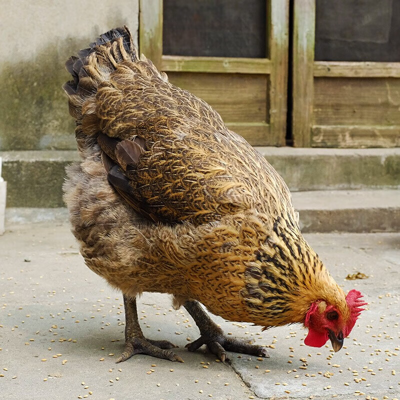 新鲜2年散养土鸡活鸡现杀现发老母鸡肉生鲜柴鸡前约3斤左右整只